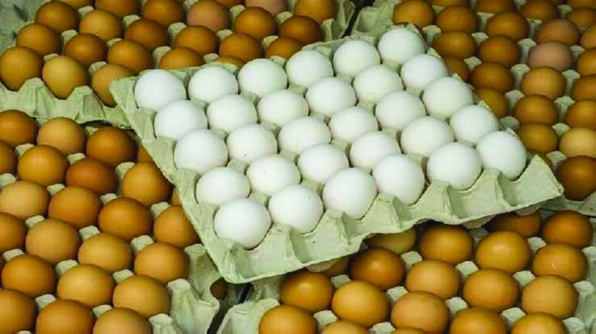 A close-up of eggs, illustrating research into allergy-free egg production through chicken genome modification.