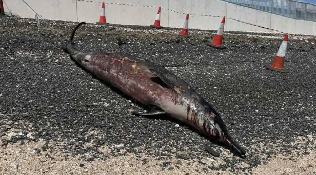 A rare Sowerby's beaked whale found stranded on Chapman Sands beach on Canvey Island, United Kingdom.