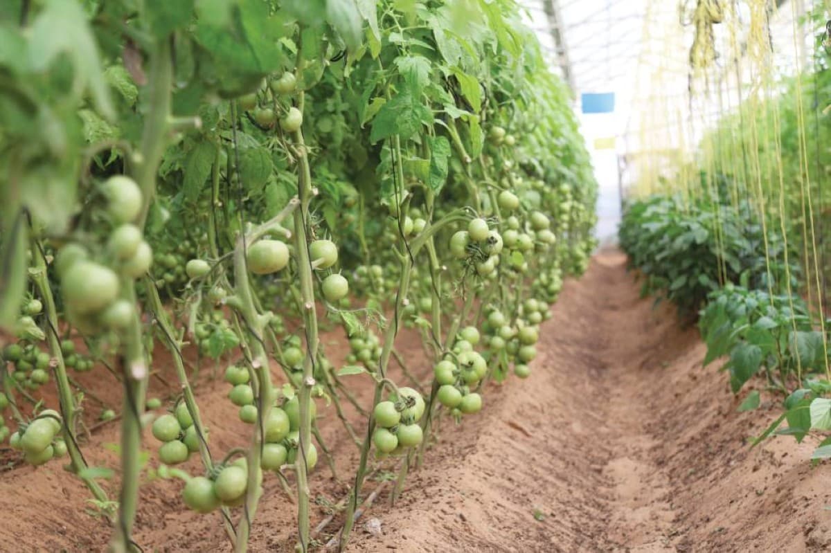 An illustrative image related to agricultural support and farming in the UAE