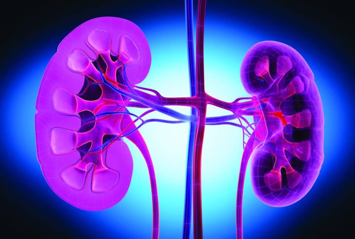A conceptual illustration of a heart and kidneys representing the experimental drug AD-NP1 developed at UCLA to repair cardiac and renal tissue.