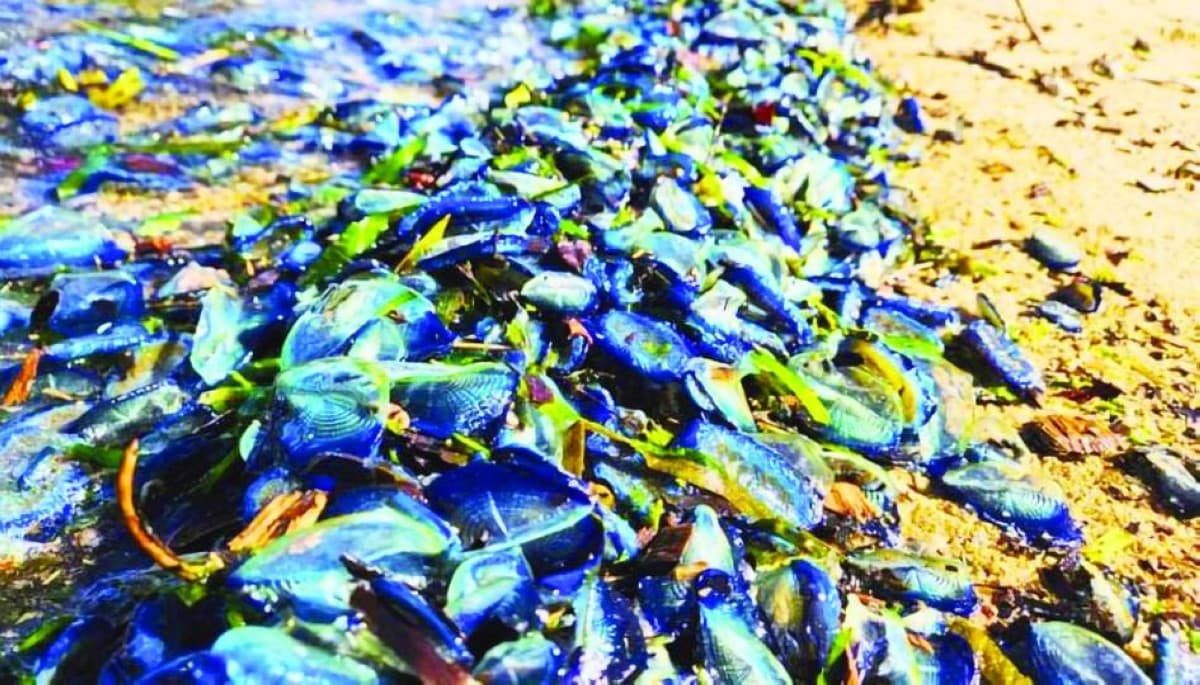 Hundreds of blue Velella velella marine creatures washed up along the shores of Wales.