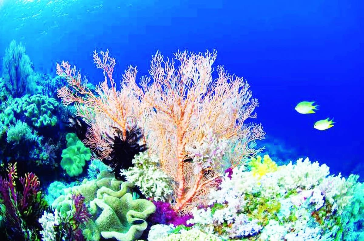 Coral reef underwater showing vibrant marine life amid concerns over climate change resilience.