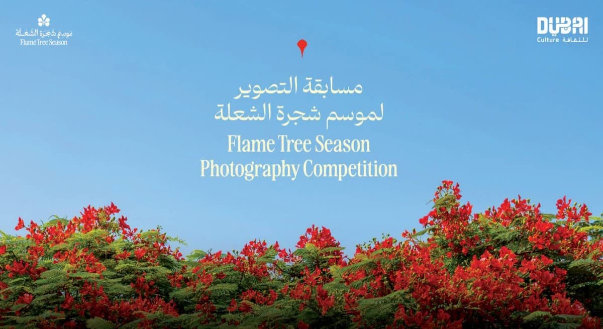 A Flamboyant tree in full bloom displaying its wide canopy of bright orange-red blossoms and green leaves along a Dubai street.