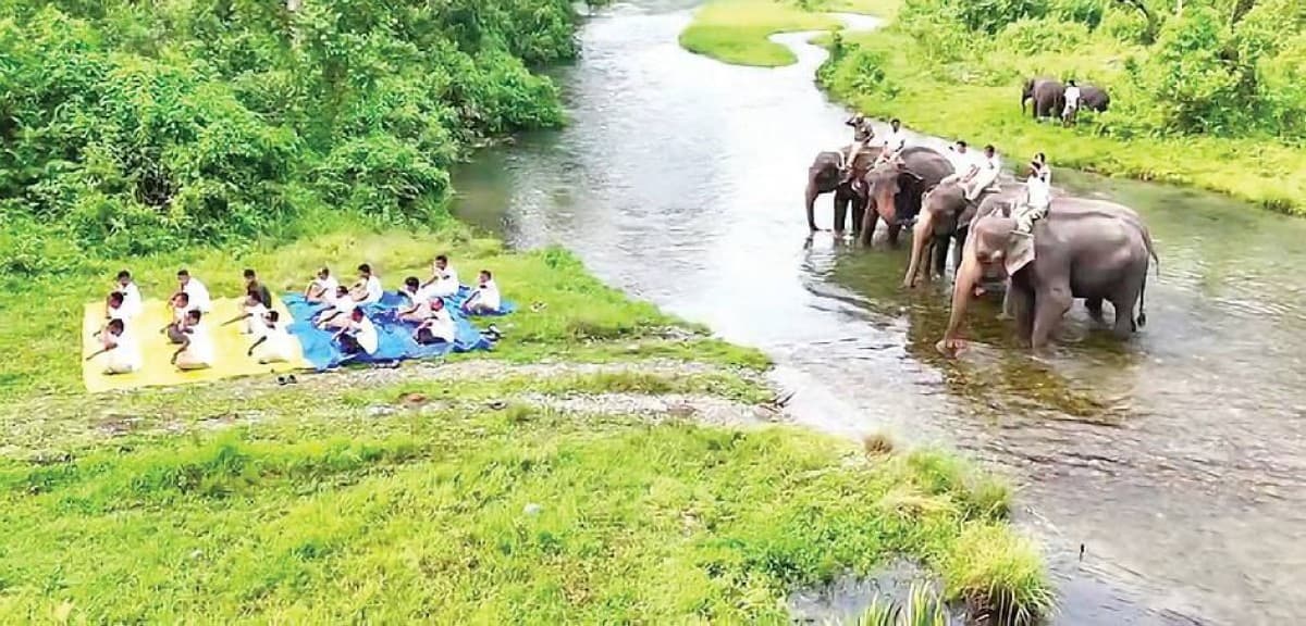 Forest rangers practising yoga on the backs of elephants inside Jaldapara National Park in India.