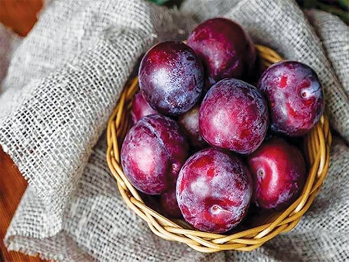 A cluster of ripe plums, illustrating the subject of a Russian scientific study on the fruit's health-beneficial compounds.