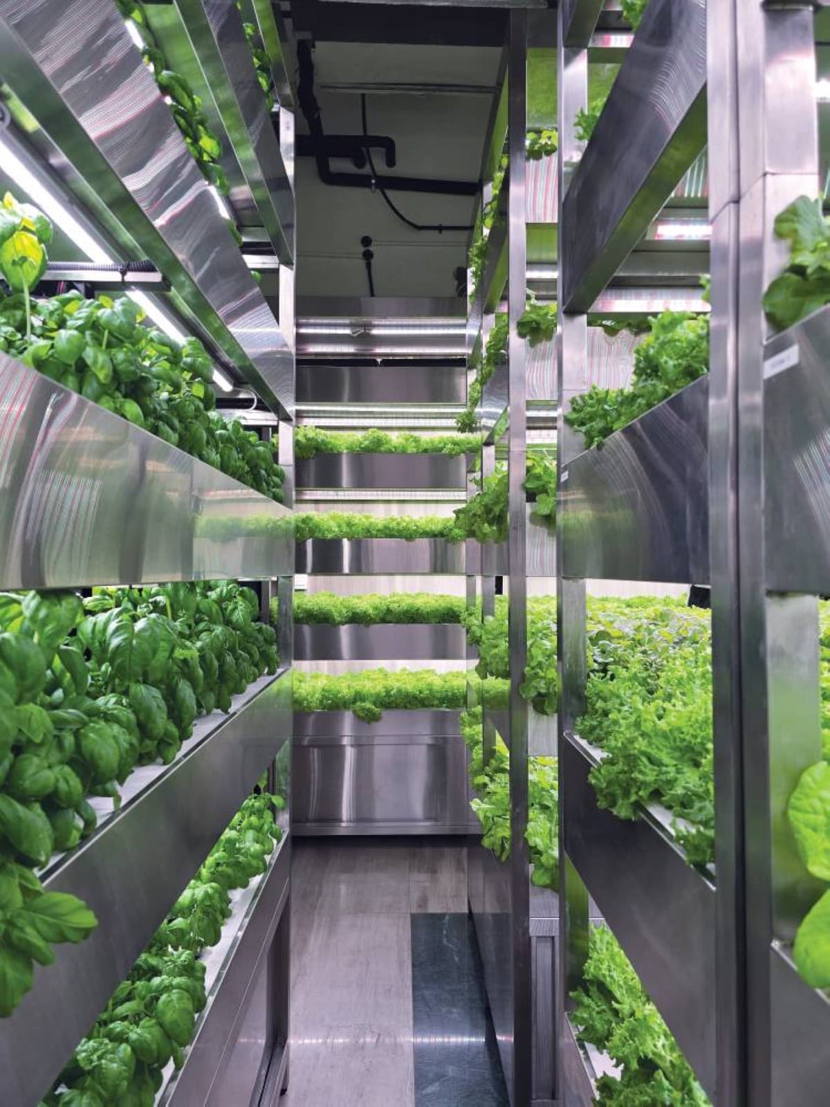 A vertical farm growing leafy vegetables inside Mira Tower at Al Habtoor City in Dubai's Business Bay district.