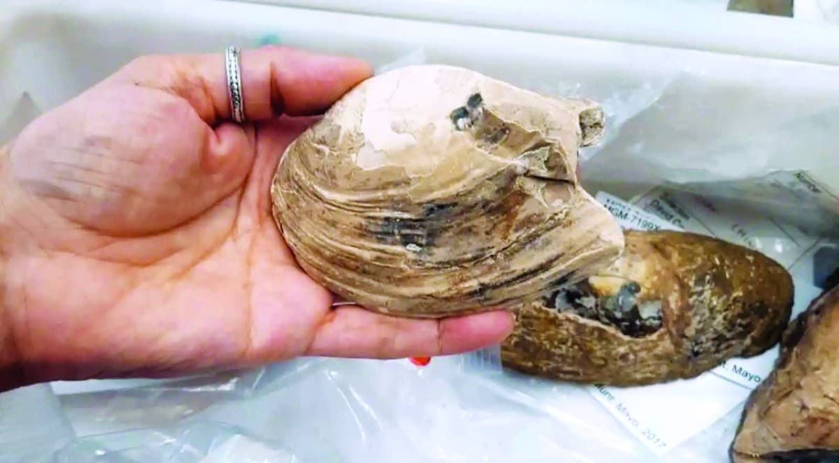 A fossilised freshwater oyster approximately 125 million years old, found on the Isle of Wight, containing preserved soft tissues and developing juveniles inside its shell.
