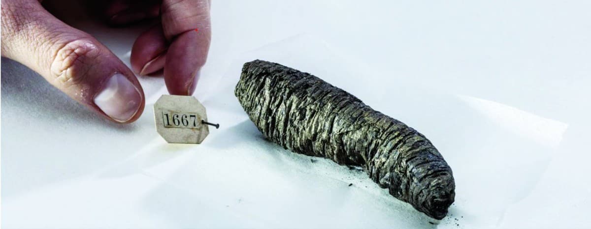 A digitally reconstructed Herculaneum papyrus scroll displayed virtually, revealing ancient text buried by the eruption of Mount Vesuvius in 79 AD.