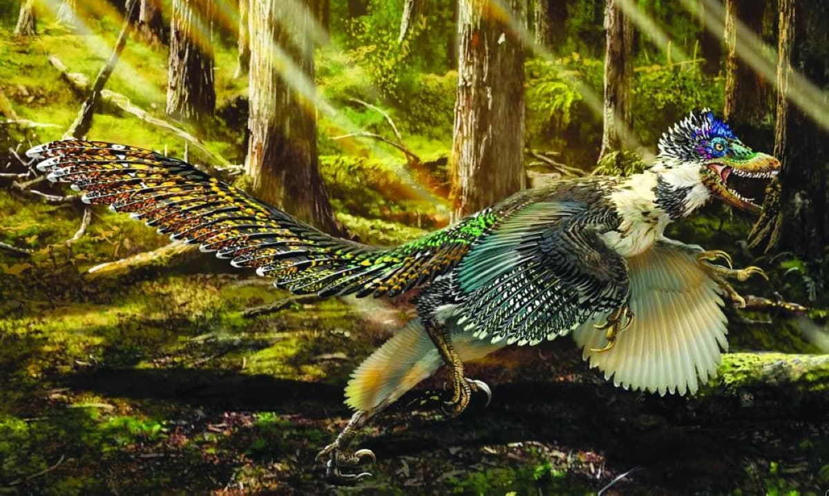 Fossil remains of a newly discovered feathered dinosaur species with a peacock-like tail, unearthed in Liaoning Province, northeastern China.