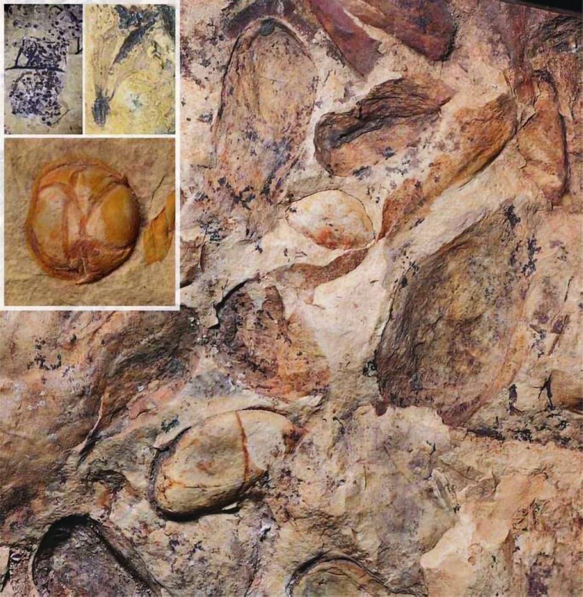 Ancient plant fossils preserved in volcanic ash deposits from New Mexico, dating back approximately 74.6 million years.