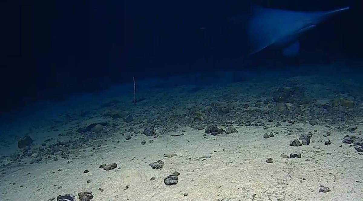 A goblin shark photographed in its natural deep-ocean habitat, showing its distinctive elongated flat snout and protruding jaws.
