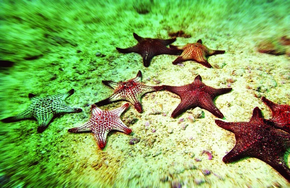 A starfish on the ocean floor, used as the basis for a new blood-clotting compound developed by Russian scientists.
