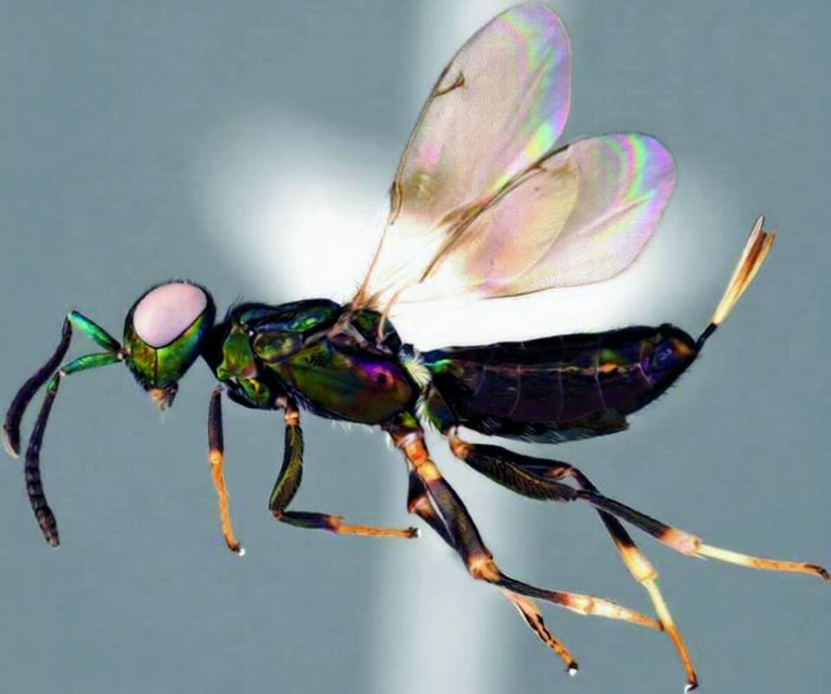 A rare Eupelmus curvator wasp, first recorded in Japan after being spotted in images shared on social media.
