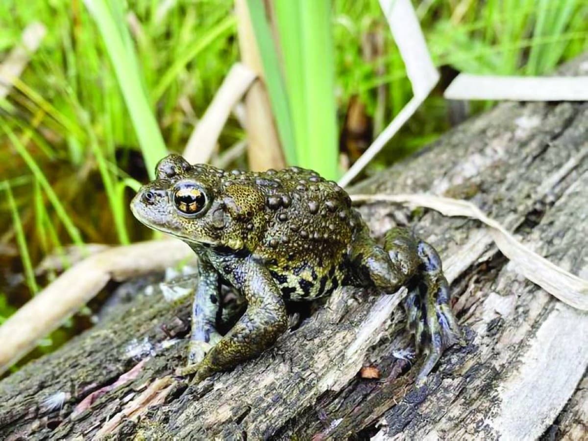 A close-up photograph of a newly discovered western frog species found in Canada, east of the Rocky Mountains.