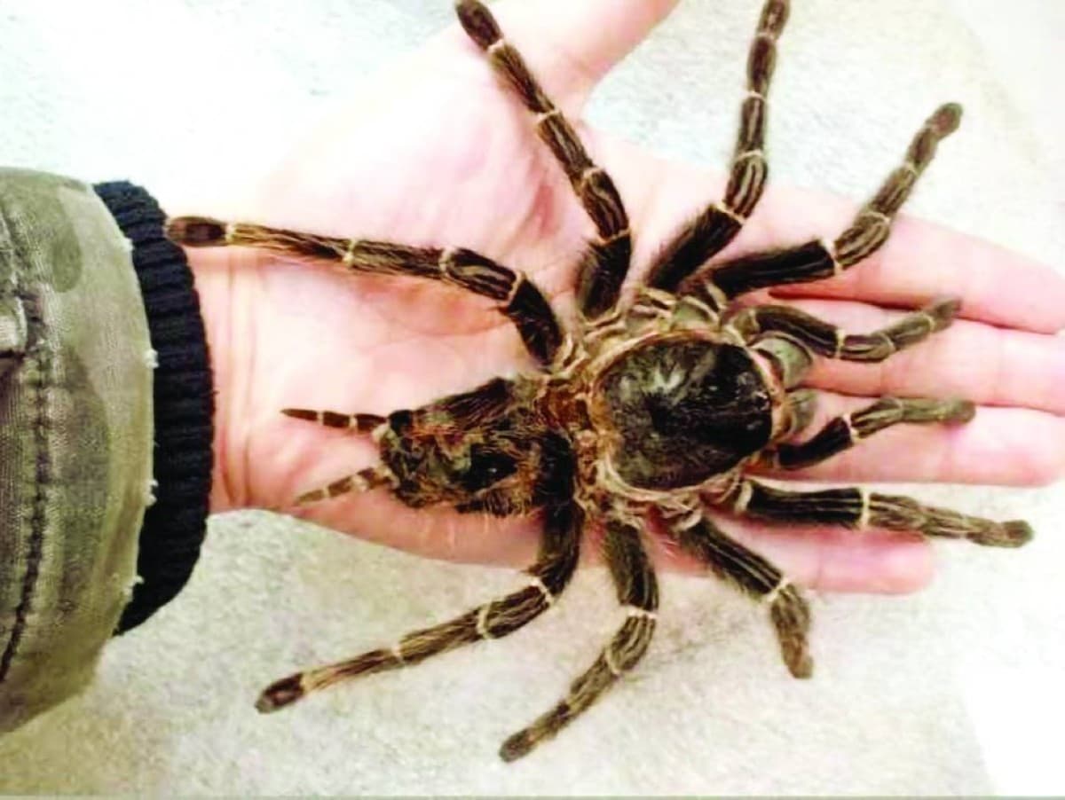 A huntsman spider, identified as the fastest spider species in the world, in its natural forest habitat in Australia.