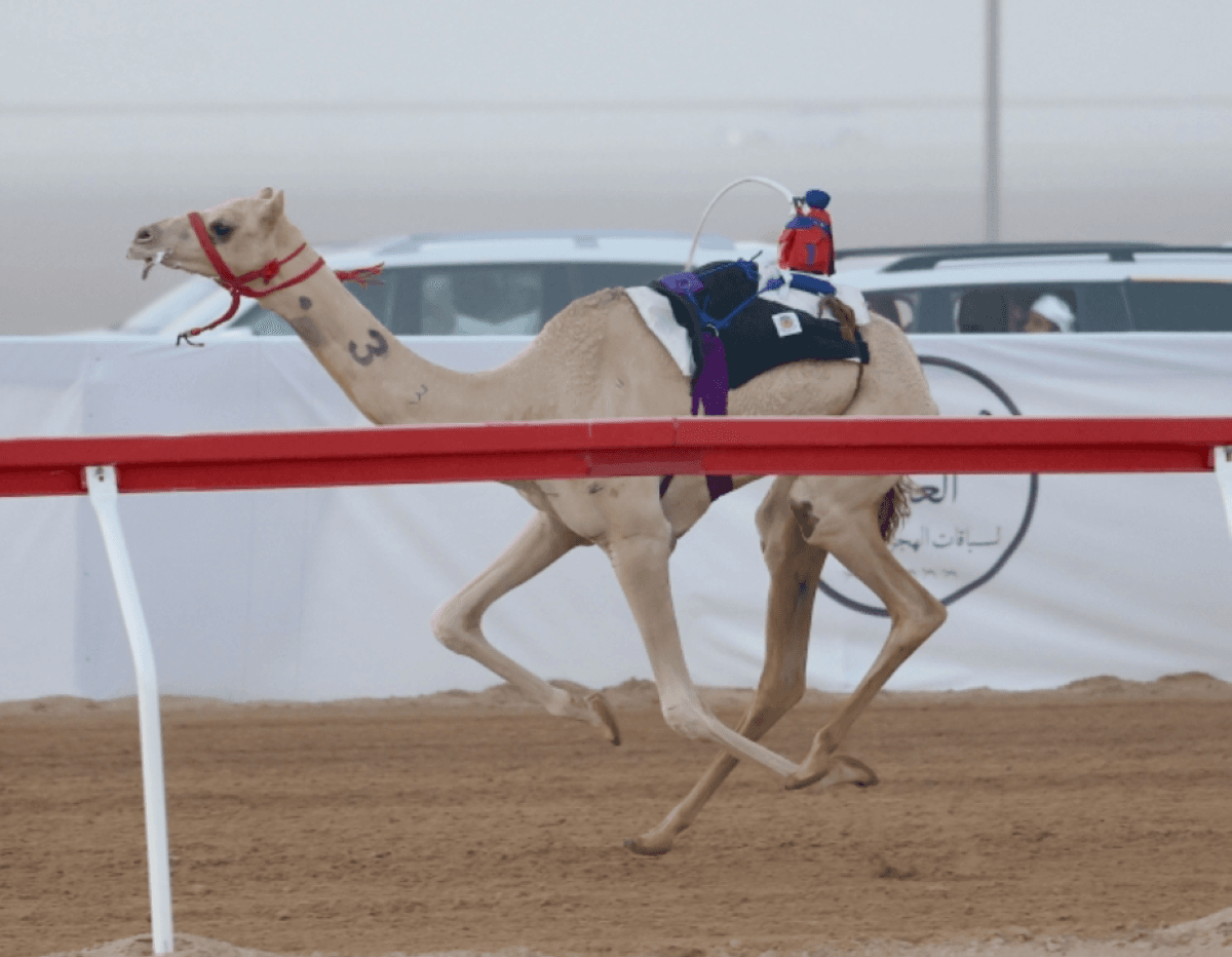 Camels competing in a race at the Al Rawdha track in Al Ain during the fourth day of the Al Ain 2026 Camel Racing Festival.