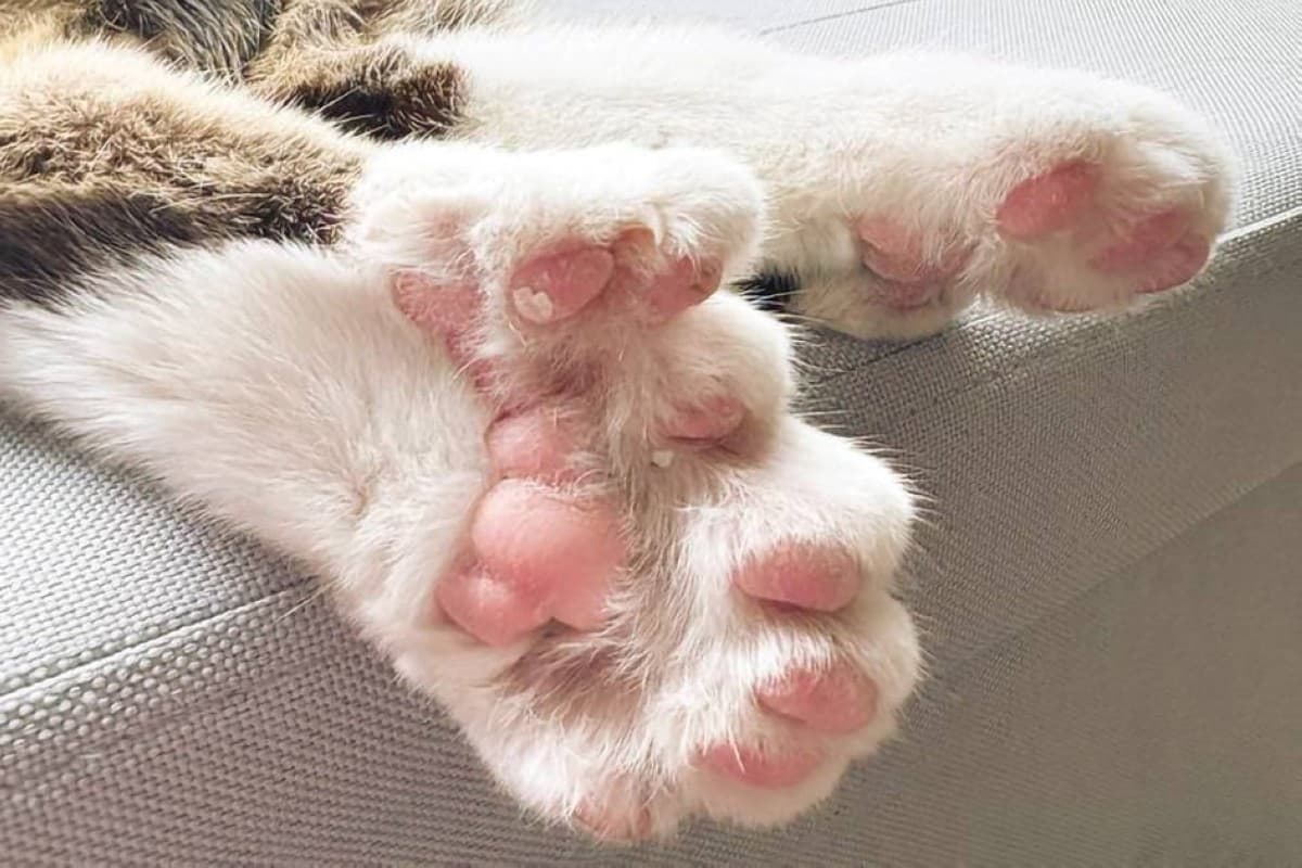 A cat with an unusually large number of toes, identified as Toby, who holds the Guinness World Record for the most toes on a cat with 28 digits.