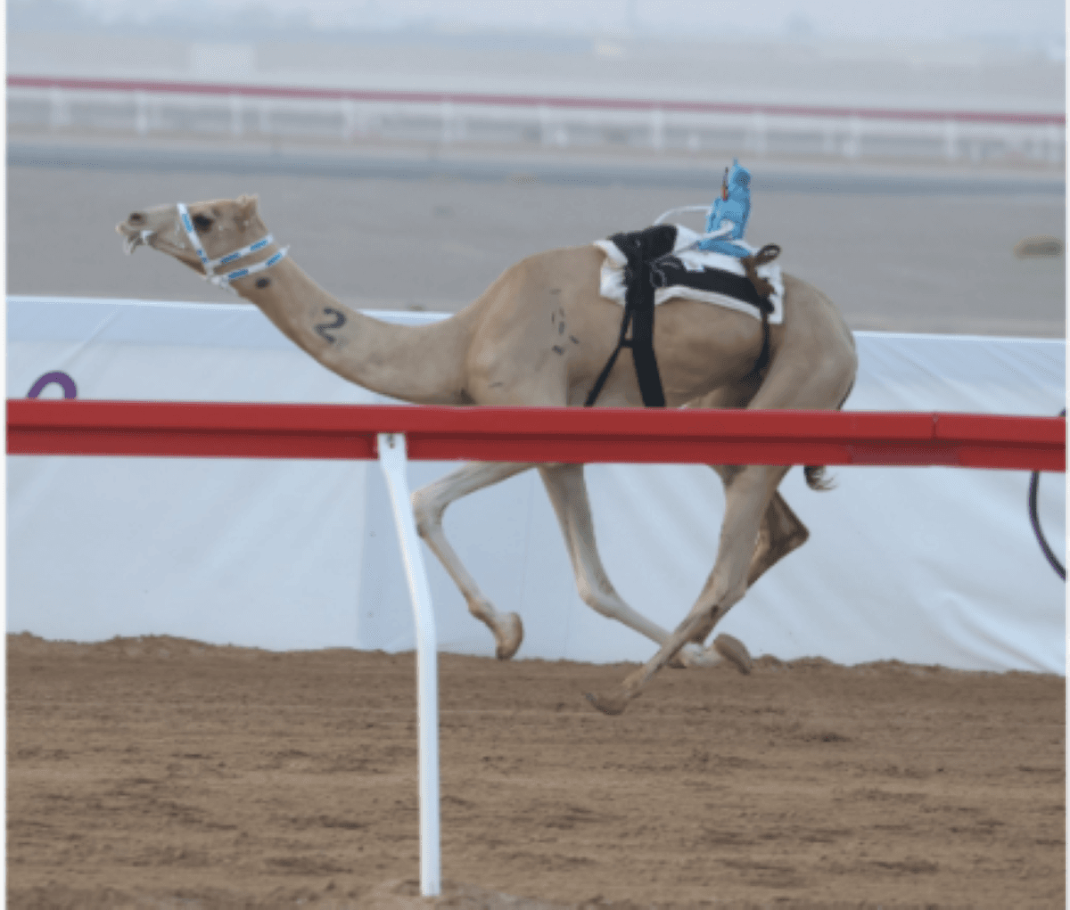 Camels competing in the Al Laqaya category race at Al Rawdah track during the Al Ain Camel Racing Festival 2026.