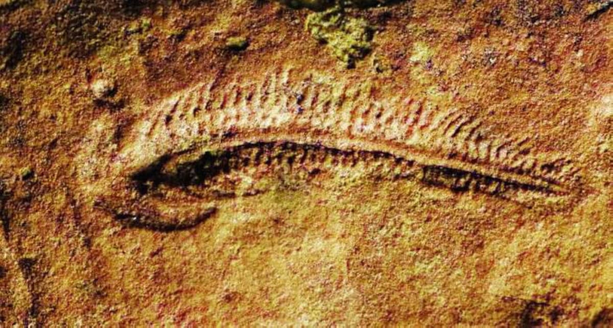 A fossil impression of Spriggina floundensi, an early bilateral animal from the Ediacaran period found in South Australia.