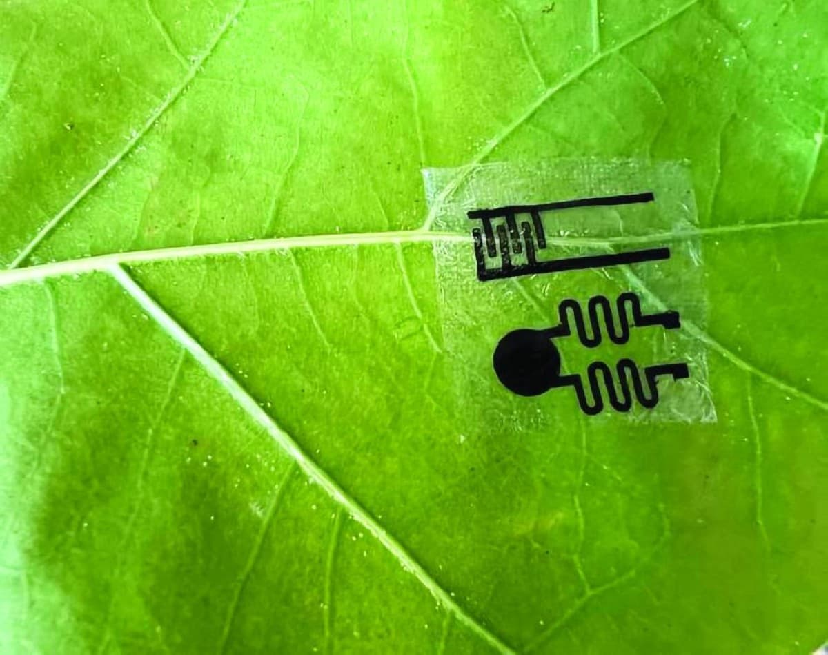 A close-up of a tiny tattoo-like wireless sensor attached to a plant leaf to monitor stress indicators.