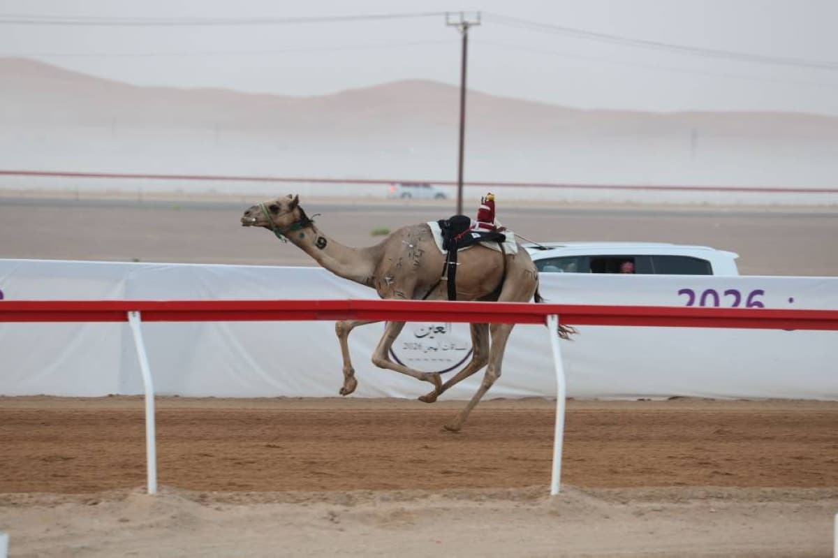 Camel racing competitors in the Thanaiya age category competing at Al Rawdha track during the second edition of the Al Ain 2026 Camel Racing Festival.