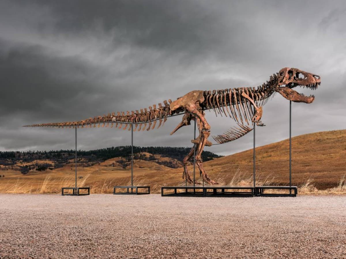 A T. rex skeleton known as 'Gus' on display ahead of its auction, estimated at $30 million.