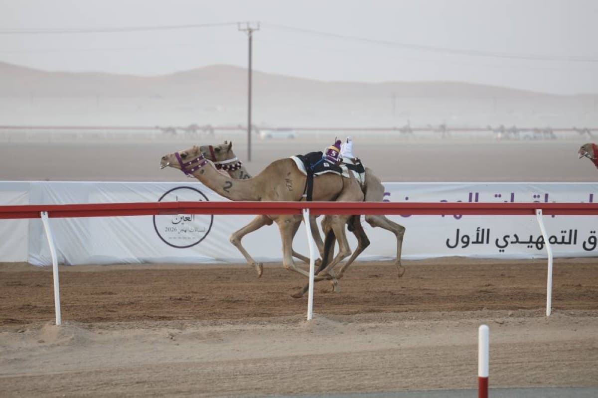 Camels competing in the Al Hawl and Al Zamoul category race at Al Rawdha track in Al Ain during the first preliminary race of Al Ain Festival 2026.