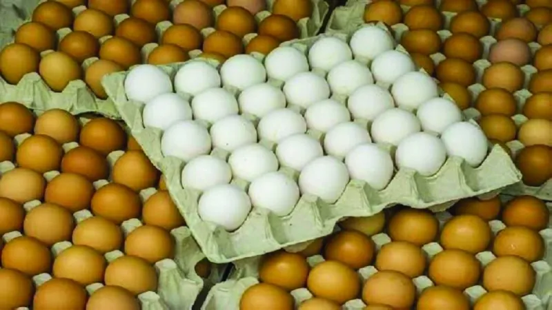 A close-up of eggs, illustrating research into allergy-free egg production through chicken genome modification.