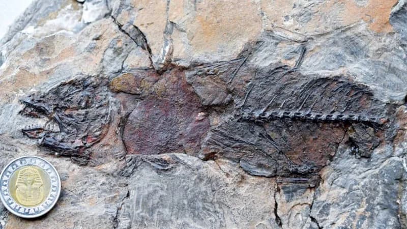A fossilised skeleton of the oldest known tuna fish, discovered at a fossil site in Egypt's Eastern Desert.