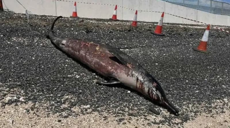 A rare Sowerby's beaked whale found stranded on Chapman Sands beach on Canvey Island, United Kingdom.