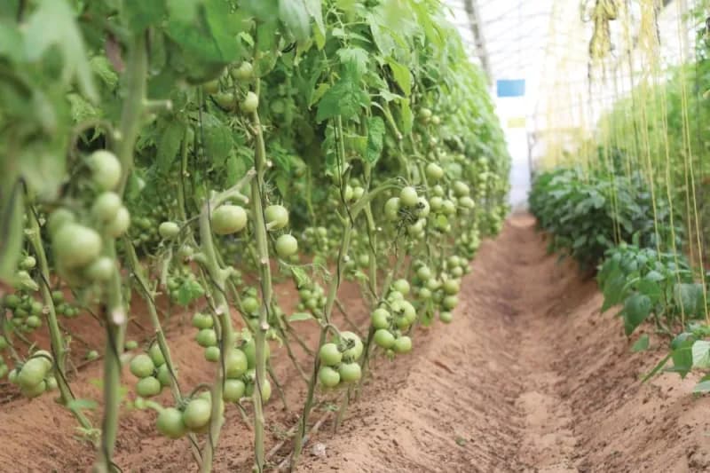 An illustrative image related to agricultural support and farming in the UAE