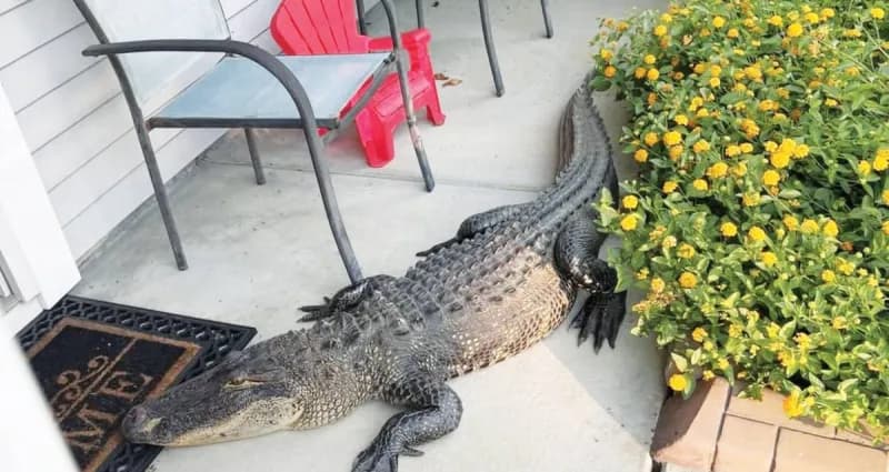 A large alligator resting in front of the main entrance door of a residential home in South Carolina.