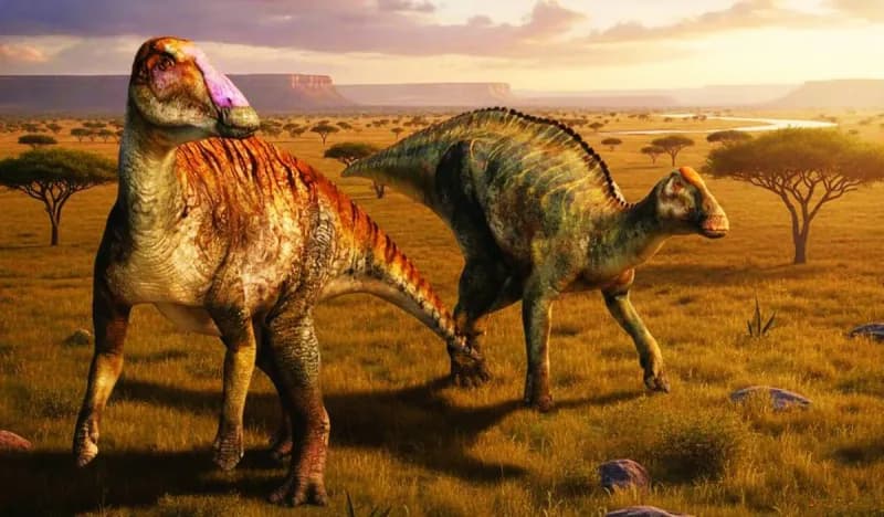 Fossil remains of a newly identified duck-billed dinosaur species discovered in the Haţeg Basin in Romania's Carpathian Mountains region.