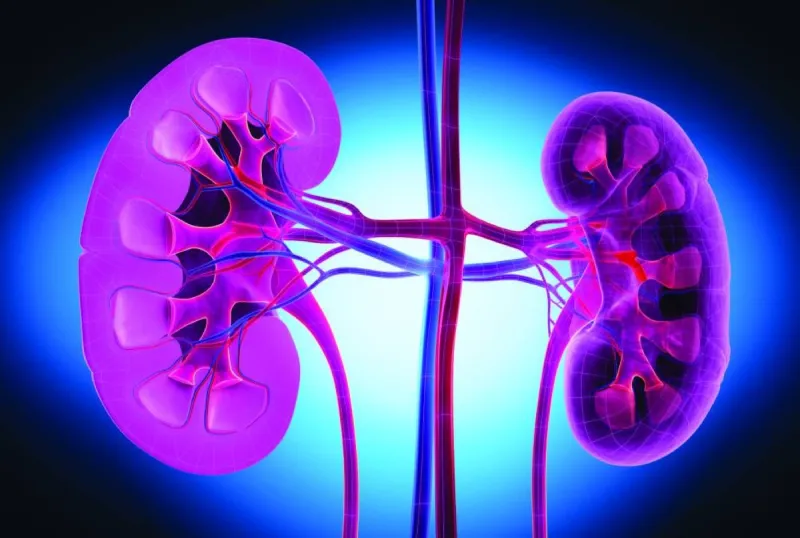 A conceptual illustration of a heart and kidneys representing the experimental drug AD-NP1 developed at UCLA to repair cardiac and renal tissue.