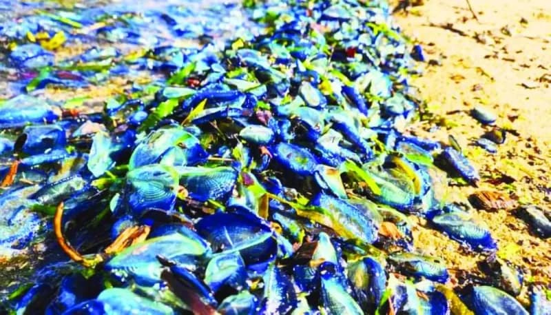 Hundreds of blue Velella velella marine creatures washed up along the shores of Wales.