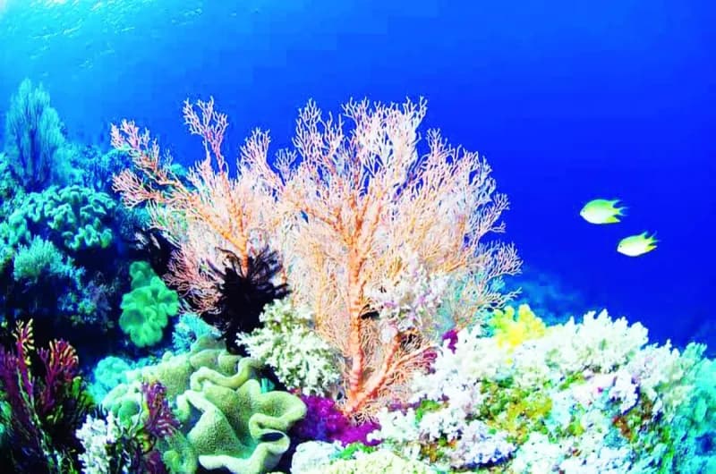 Coral reef underwater showing vibrant marine life amid concerns over climate change resilience.