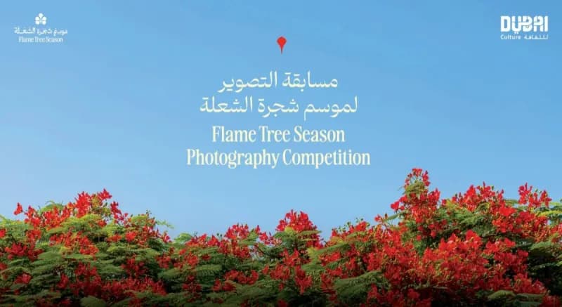 A Flamboyant tree in full bloom displaying its wide canopy of bright orange-red blossoms and green leaves along a Dubai street.