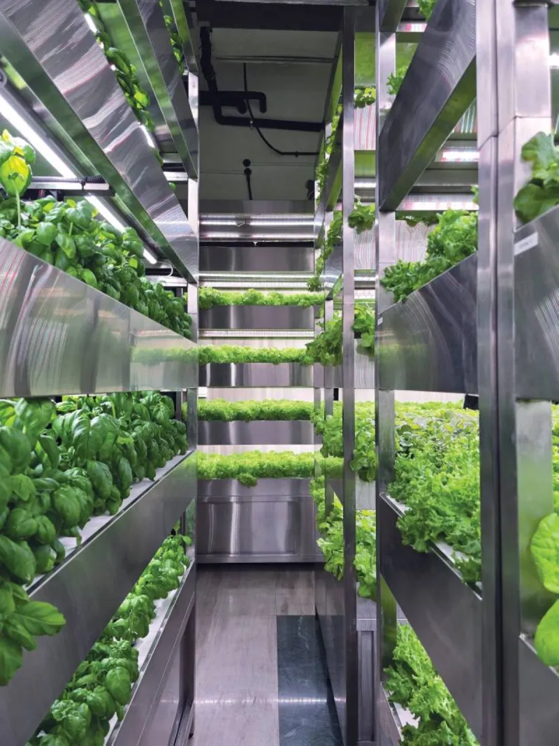 A vertical farm growing leafy vegetables inside Mira Tower at Al Habtoor City in Dubai's Business Bay district.