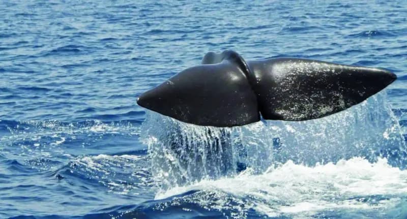 A sperm whale swimming in the Mediterranean Sea, illustrating a study on diverging vocal communication patterns between eastern and western whale populations.
