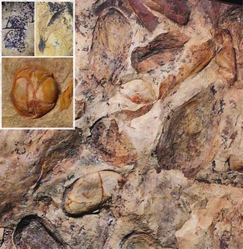 Ancient plant fossils preserved in volcanic ash deposits from New Mexico, dating back approximately 74.6 million years.