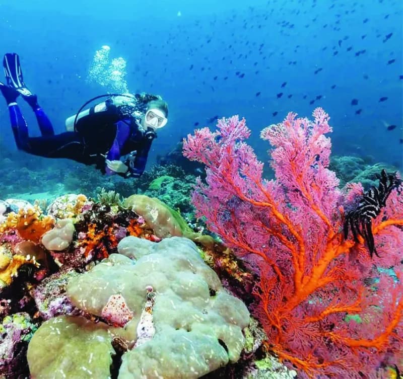 Australian diver Amanda Hay-C working to restore coral reefs in the waters of North Sulawesi, Indonesia.