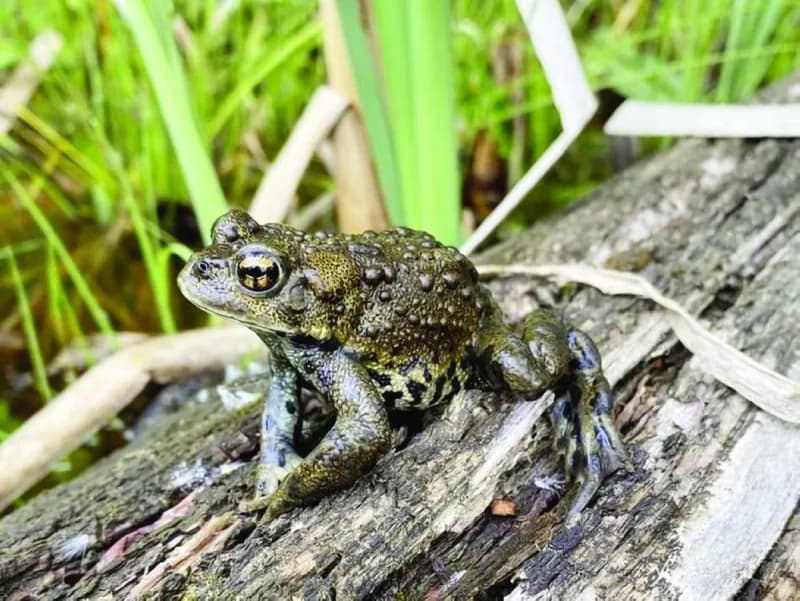 A close-up photograph of a newly discovered western frog species found in Canada, east of the Rocky Mountains.