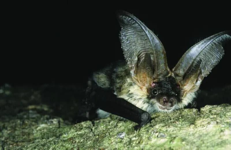 A bat in flight, illustrating a report about a Canadian child who died of rabies after a bat made contact with his face.