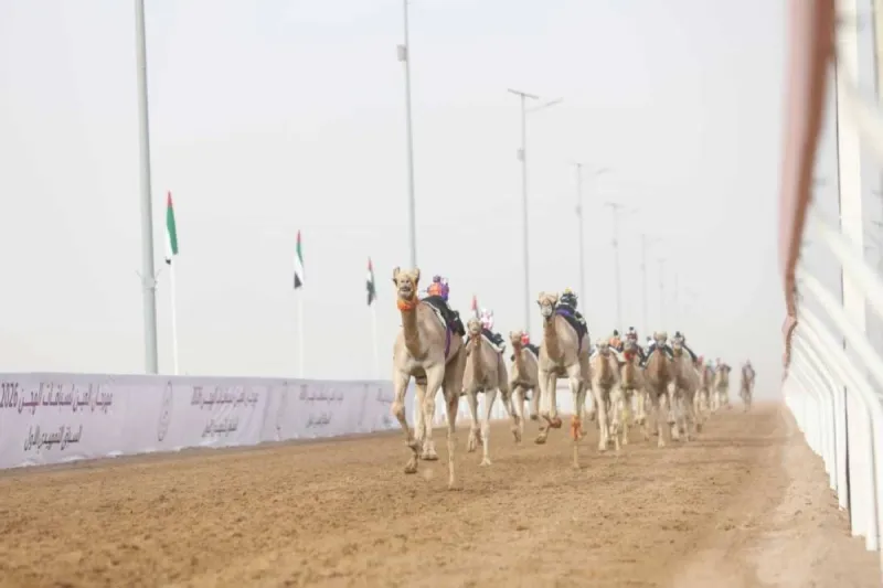 Camels competing in the weanlings preliminary race at Al Rawdah track during the second edition of the Al Ain Camel Racing Festival.