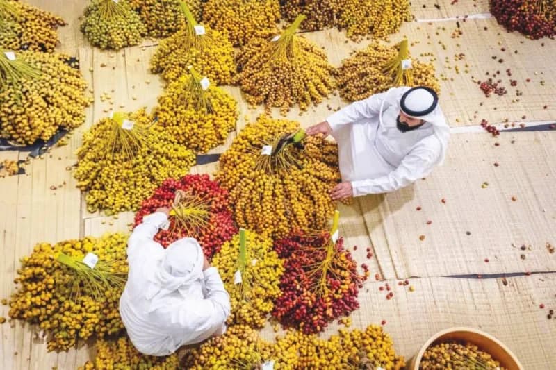 A UAE farm displaying abundant date palm trees laden with ripening fruit during the July harvest season.