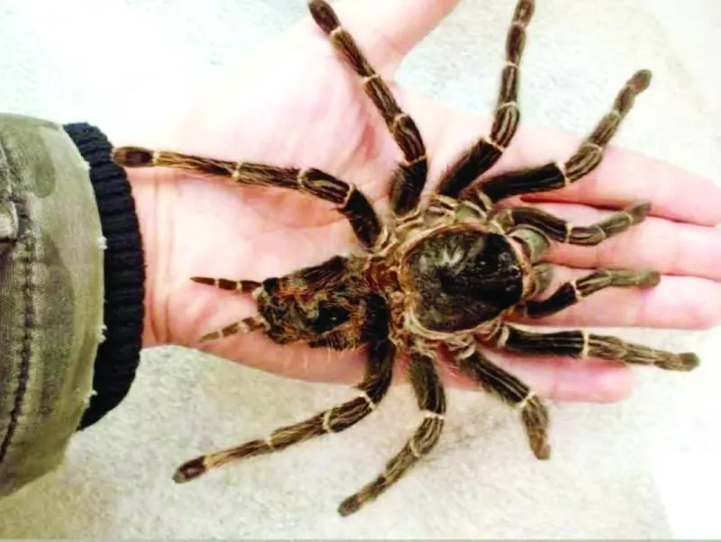 A huntsman spider, identified as the fastest spider species in the world, in its natural forest habitat in Australia.