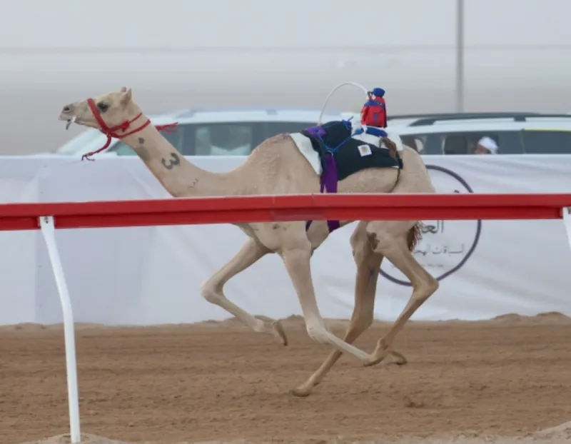 Camels competing in a race at the Al Rawdha track in Al Ain during the fourth day of the Al Ain 2026 Camel Racing Festival.