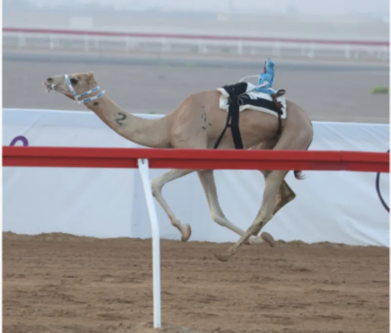 Camels competing in the Al Laqaya category race at Al Rawdah track during the Al Ain Camel Racing Festival 2026.