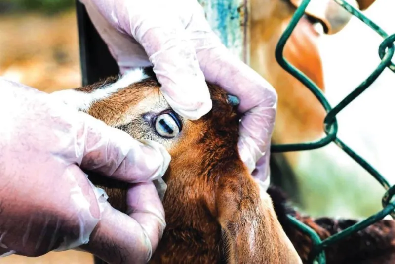 A veterinary facility in the United Arab Emirates where animal healthcare services are provided under the new regulatory standards.