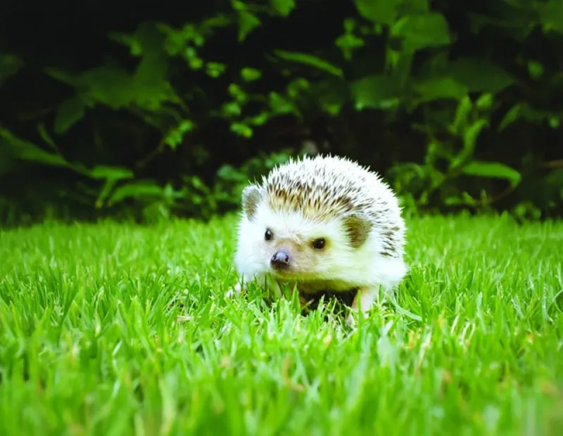A wild hedgehog photographed in a natural outdoor setting, relating to the arrest warrant issued by Kurdish authorities in Iraq.